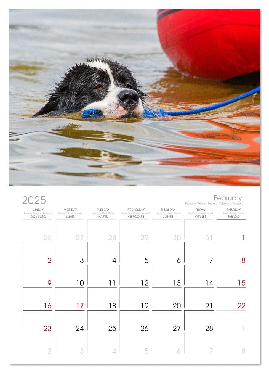 Amazon Landseer A Strong Friend On Four Paws Monthly Wall Calendar 2025 16 5 X 23 4 open CALVENDO 14 Month Calendar Office Products